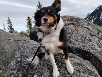 Portrait of dog standing on rock