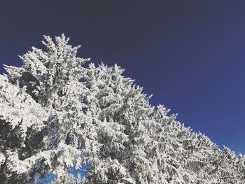 Low angle view of tree against sky