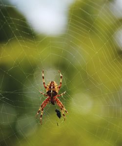 Close-up of spider on web