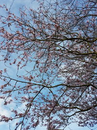 Low angle view of tree against clear sky