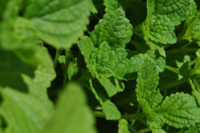 Full frame shot of green leaves