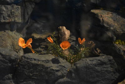 Close-up of flowers blooming on plant