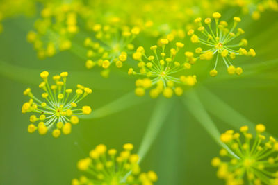 Close-up of yellow flowering plant