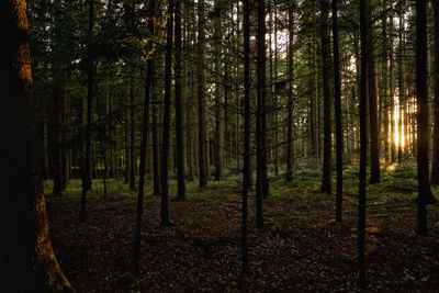 Trees in forest