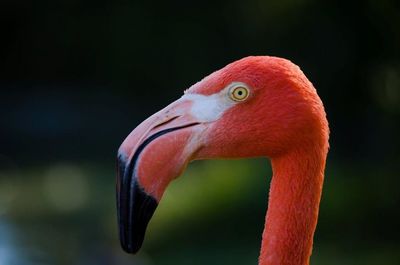 Close-up of a bird