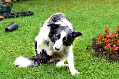 Dogs on field