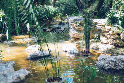 Plants growing on rock in lake