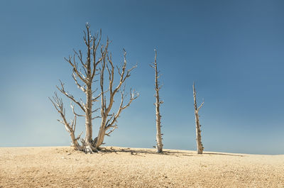 Three in a row, dead trees in the bryce canyon