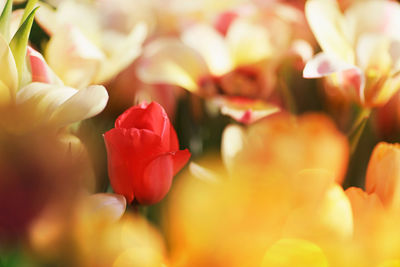 Close-up of red tulip