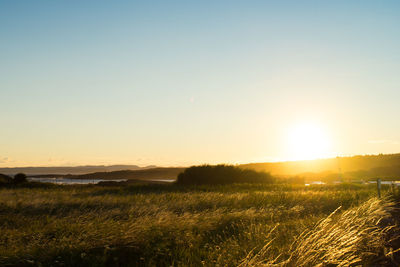 Scenic view of grassy field against clear sky during sunset