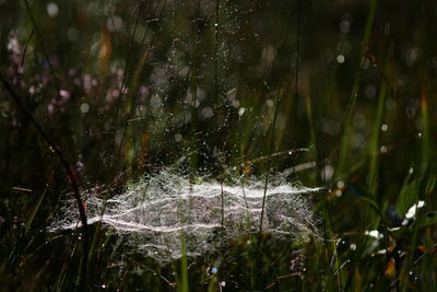 Close-up of water drops on grass