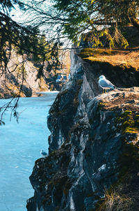 View of bird on rock amidst trees
