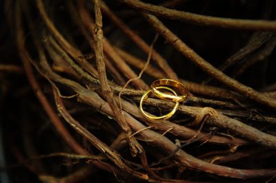 Wedding ring surrounding by root