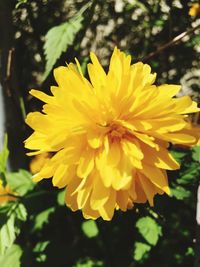 Close-up of yellow flower blooming outdoors