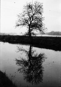 Reflection of bare trees in lake