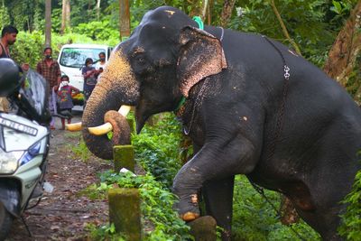 View of elephant in forest