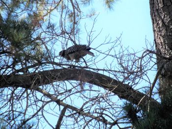 Low angle view of bird perching on tree