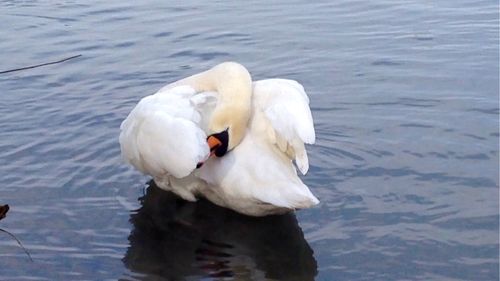 Swans swimming in water