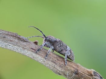 Close-up of lizard on branch