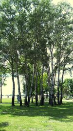 Trees growing on grassy field