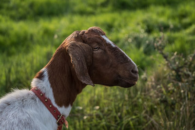 Goat (Boer