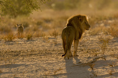 Lion on ground