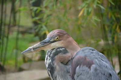 Close-up of a bird