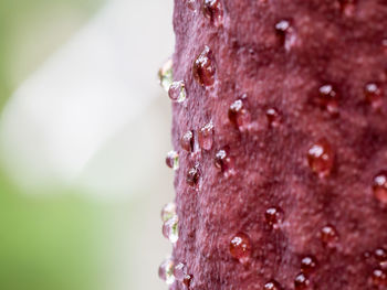 Close-up of plant against blurred background