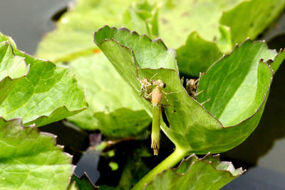 Close-up of damselflies on leaf