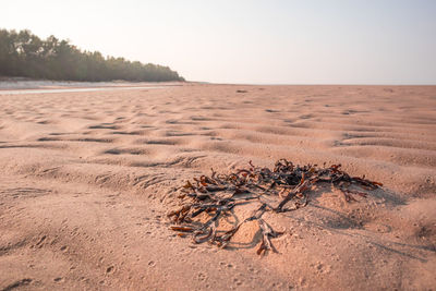 A beautiful seaside landscape of baltic sea. springtime scenery.