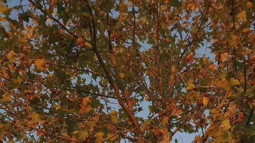 Low angle view of autumn trees