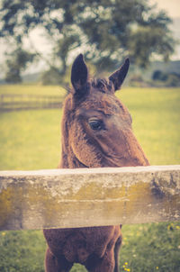 Portrait of a horse on field
