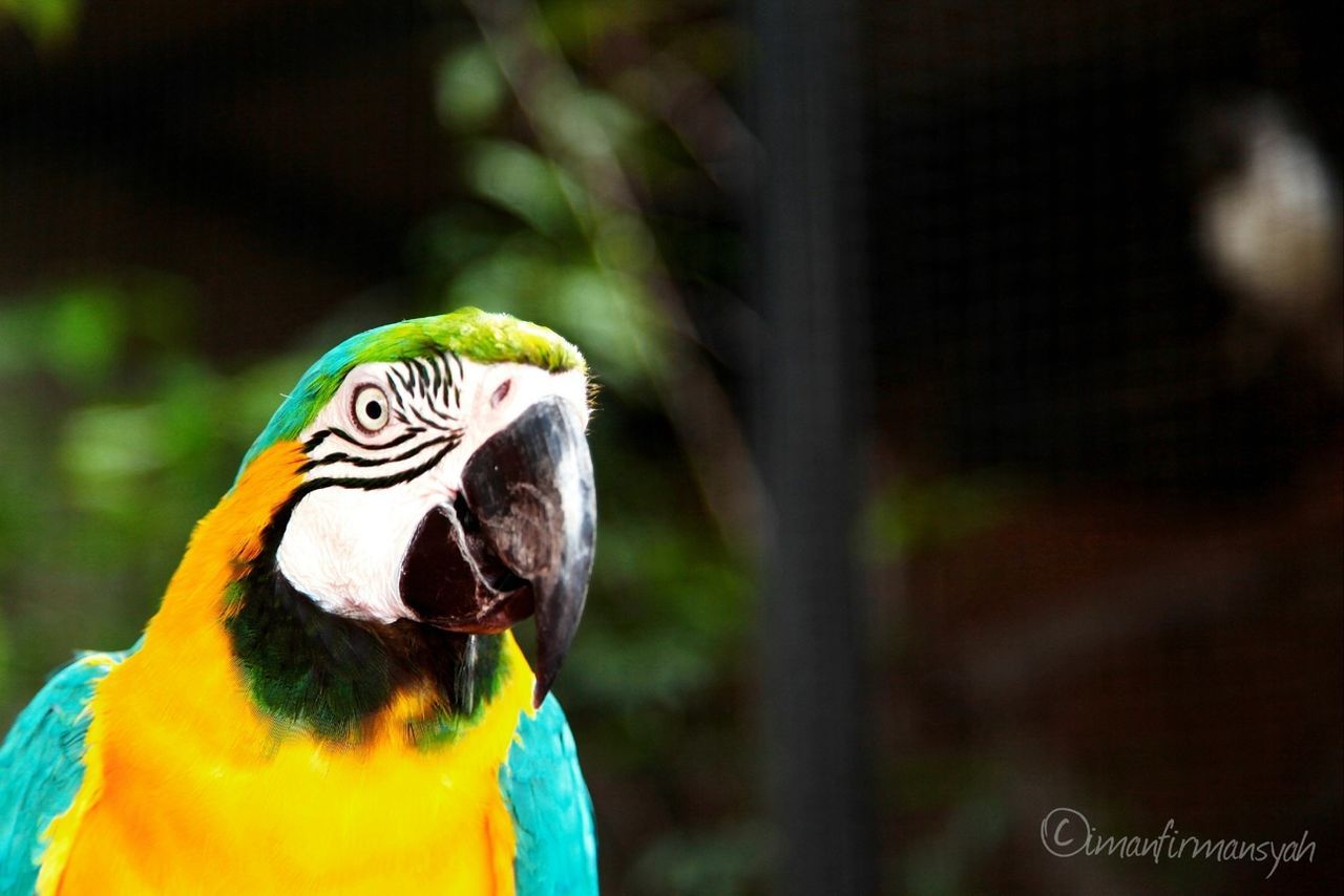 animal themes, one animal, animals in the wild, bird, focus on foreground, wildlife, close-up, animal head, blue, animal body part, multi colored, beak, parrot, peacock, day, nature, outdoors, zoology, perching, no people