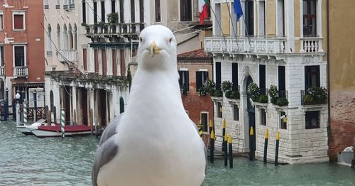 View of seagull on wooden post in city