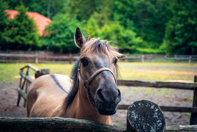 A horse with one lopped ear. polish horse breeding at the stud in florianka. paddock for horses 