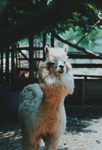 Alpaca standing on land