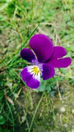 Close-up of purple crocus flower on field