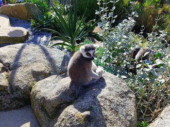 Cat sitting on rock