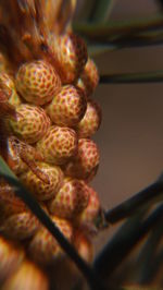 Close-up of plant against blurred background