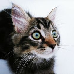 Close-up portrait of cat