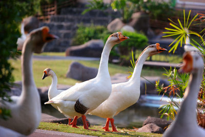 View of swans on land