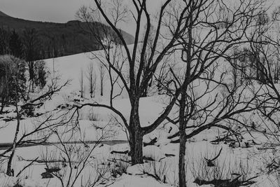 Bare trees on snow covered mountain against sky