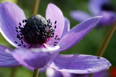 Close-up of purple flower