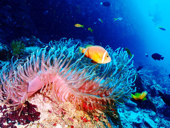 Anemonenfisch auf malediven ellaidhoo 