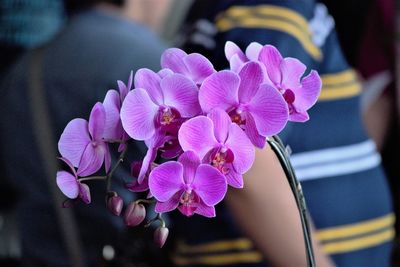 Close-up of pink flowering plant