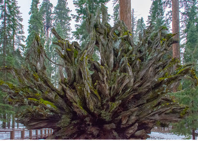 Close-up of tree trunk in forest