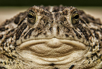 Portrait of frog 