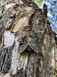Close-up of lizard on tree trunk