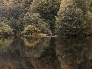 Reflection of trees in lake