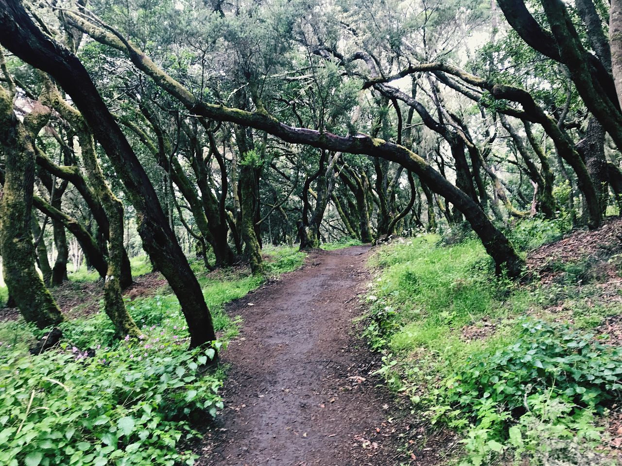 DIRT ROAD IN FOREST